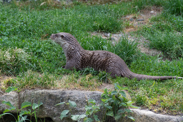 feeding an otter
