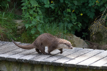 feeding an otter
