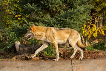 Gray wolf. It is a species of predatory mammals from the family of dogs.