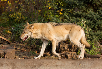 Gray wolf. It is a species of predatory mammals from the family of dogs.