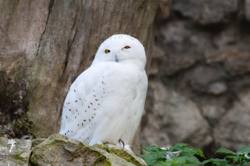 Obraz premium White (polar) owl. The white owl perfectly adapted to the peculiarities of tundra lighting, where night lasts for several months in winter and day lasts in summer.