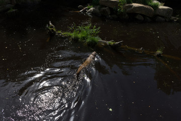 feeding an otter