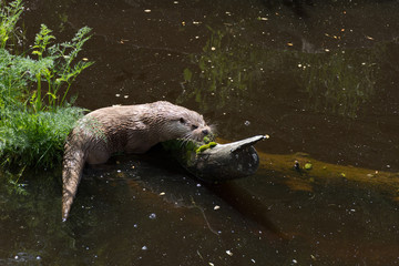 Obraz premium feeding an otter
