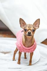 Chihuahua dog on a white background in a pink jacket