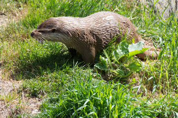 feeding an otter
