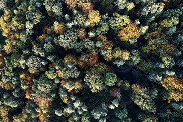 Autumn forest aerial drone view from above, dji