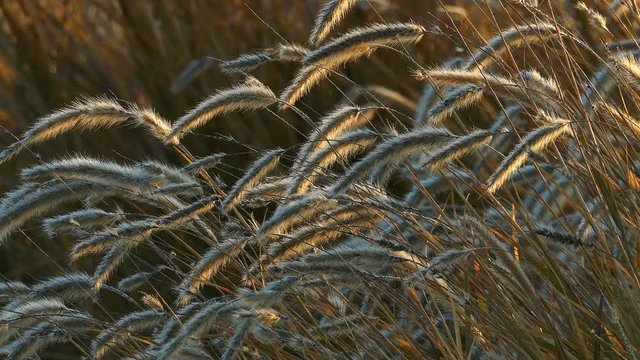 Fluffy grass with dew moving at wind