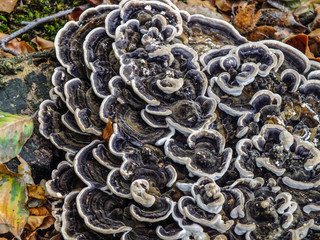 background of Elfenbank texture