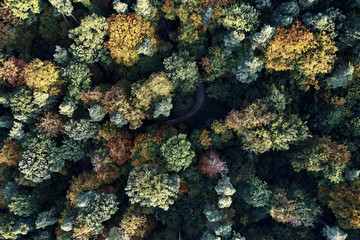 Fototapeta na wymiar Autumn forest aerial drone view from above, dji