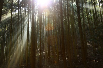 Obraz premium 朝陽