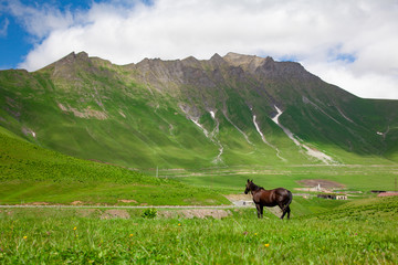 horse in the mountainf