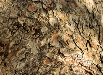 tree bark background texture brown color