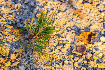 a small pine sprout made its way through the stones, gravel. Illuminated by the rays of the setting autumn sun