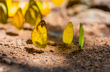 Multi colored butterfly are sucking nutrients from the soil on sunny day