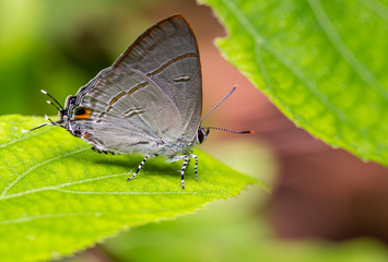 Multi colored butterfly are sucking nutrients from the soil on sunny day