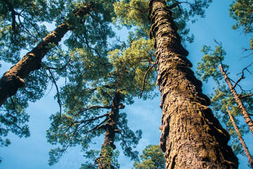Fototapeta premium Tree in little forest and blue sky.
