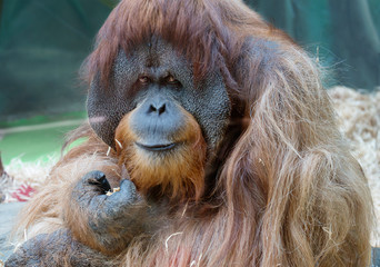 Orangutan (male). The word 