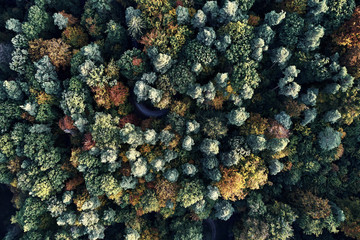 Autumn forest aerial drone view from above, dji