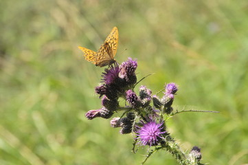 Mariposa en el cardo