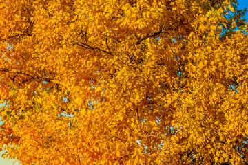 Yellow leaves of a huge tree in the rays of the setting sun. texture background. Autumn.