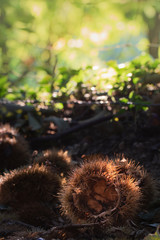 fall autumn scenery with chestnuts and tree leaves on forest ground 