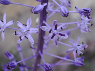 Flores azules
