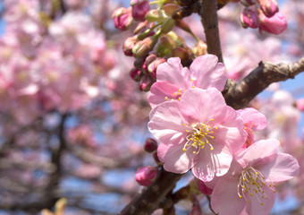Beautiful sakura flower (cherry blossom) in spring with bokeh and blue sky background. Sakura tree  blue sky.Sakura tree in the evening of february at Kavazu river Japan.
