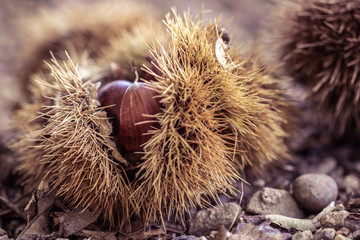 fall autumn scenery with chestnuts and tree leaves on forest ground 
