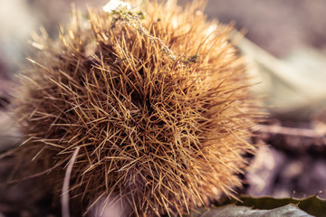 fall autumn scenery with chestnuts and tree leaves on forest ground 