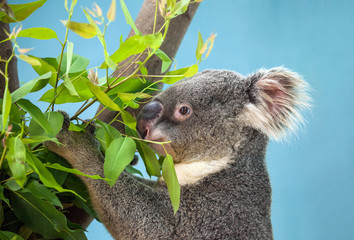 Koala bear cute.	