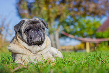 A dog of breed pug is lying on the grass in the rays of the summer sun. In the background an empty hammock.