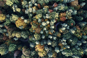 Autumn forest aerial drone view from above, dji