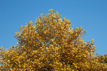 Herbstlaub