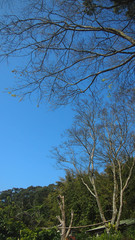 Branches Tree on blue sky