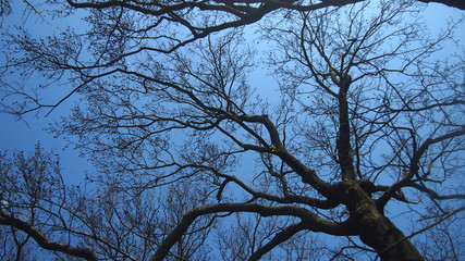 Branches on blue sky