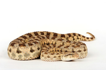 Fototapeta premium Wüsten-Hornviper (Cerastes cerastes) - horned desert viper