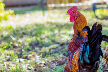 a beautiful redhead with a tint rooster looks in profile against the background of autumn grass in...