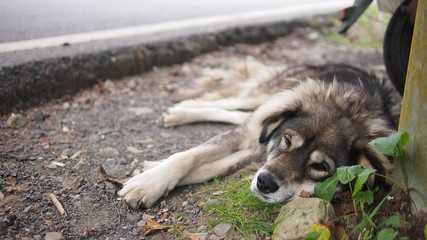 Fototapeta premium Sleeping dog during winter