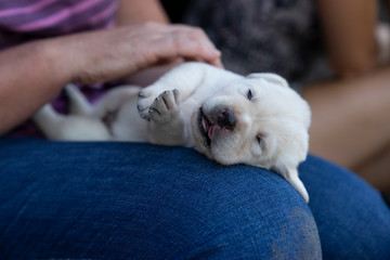 young cute little purebred labrador retriever dog puppy pet outdoors