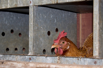 Hen in the coop