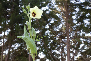Okra plant