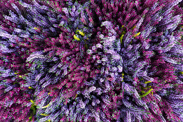 Fototapety  Background of pink and purple heather in bloom from above.