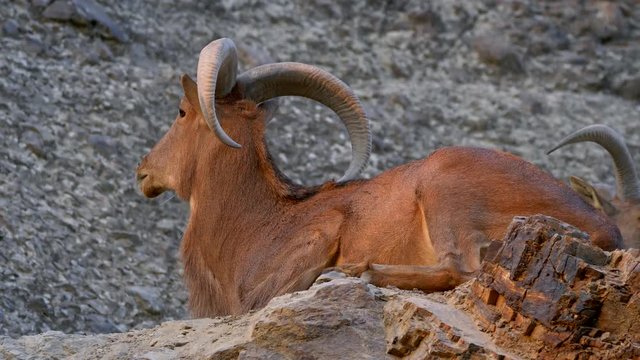 Barbary sheep (Ammotragus lervia) on the rocks