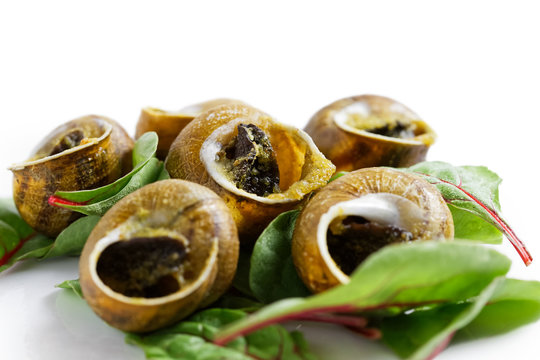 Grilled snales in shells on bed of beetroot leaves. White background.