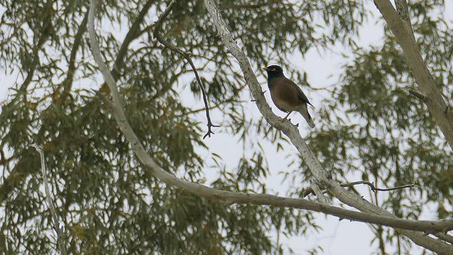 Mynah is sitting on tree