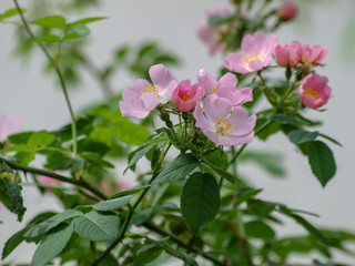 Fleurs rosées d'églantier ou rosier sauvage (Rosa canina)