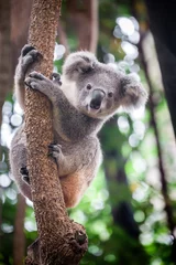 Raamstickers Baby koalabeer. © apple2499