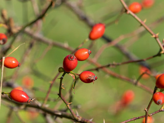 Gros plan sur les églantines ou cynorhodons du rosier sauvage (Rosa canina)