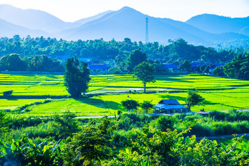 Rice field in Muang Pan district of Lampang province