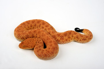 Fototapeta premium Avicennaviper (Cerastes vipera) - Avicenna viper